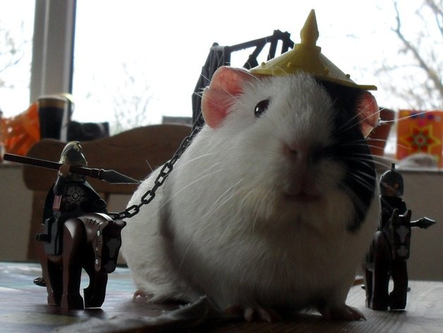 Guinea pig battle armour
