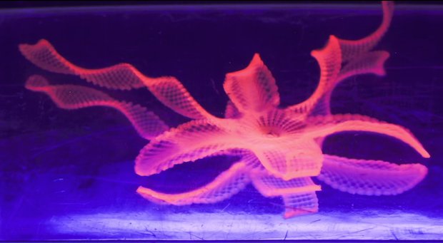 4D Printing Harvard.png