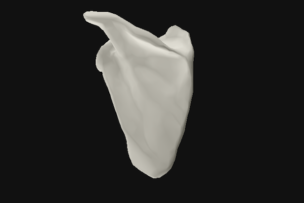 Oxford Uni human joint 3D model shoulder