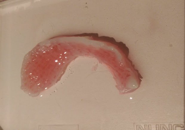 3D4Makers 3D-printed Meniscus PCL99