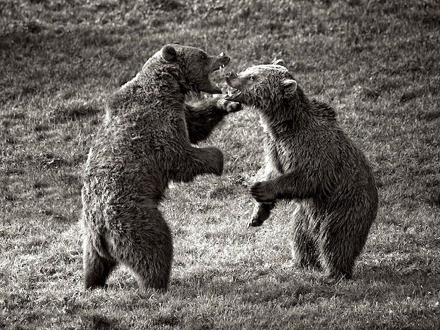 Fighting bears - By Noel Feans, via Wikimedia Commons