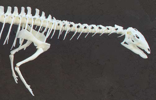 3D Printed Dryosaurus