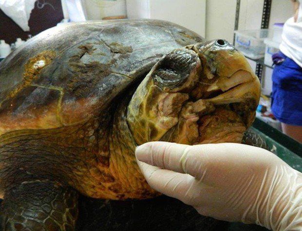 Sea turtle swims again with help of custom 3D printed implant