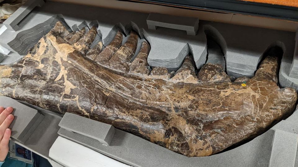 Jurassic Print: Inside The Natural History Museum's 3D visualisation lab