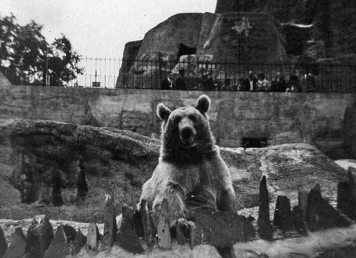 Bear at London Zoo - Christine Matthews, via Wikimedia Commons