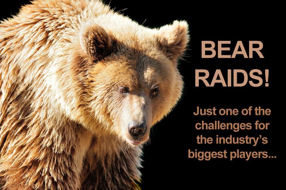 Bear DDD