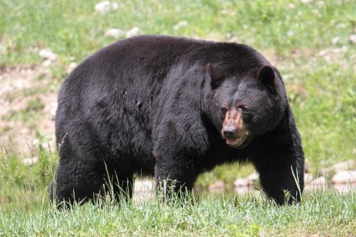 Black bear      Are the bears still sniffing at 3D Systems? - By Cephas (Own work), via Wikimedia Commons