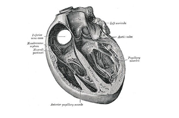 Human heart in Gray's Anatomy - Gray's Anatomy