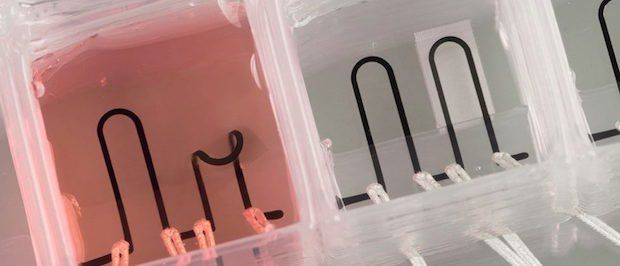 Harvard organ-on-a-chip      The first entirely 3D-printed organ-on-a-chip developed by researchers at Harvard University - Harvard University