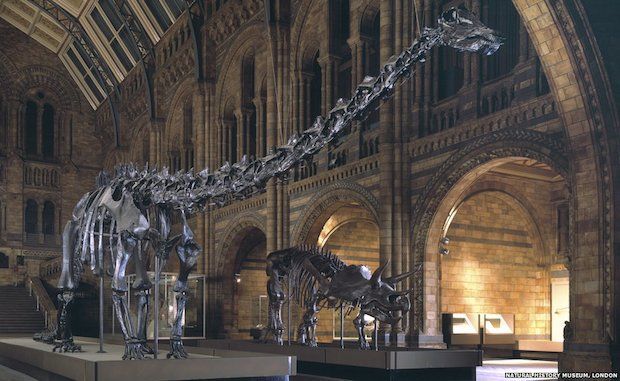 Dippy the diplodocus in the Natural History Museum main entrance hall. - Natural History Museum