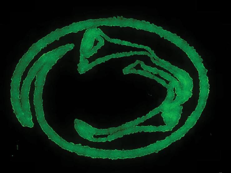 Nittany Lion logo printed with the new bioink - Amir Sheikhi