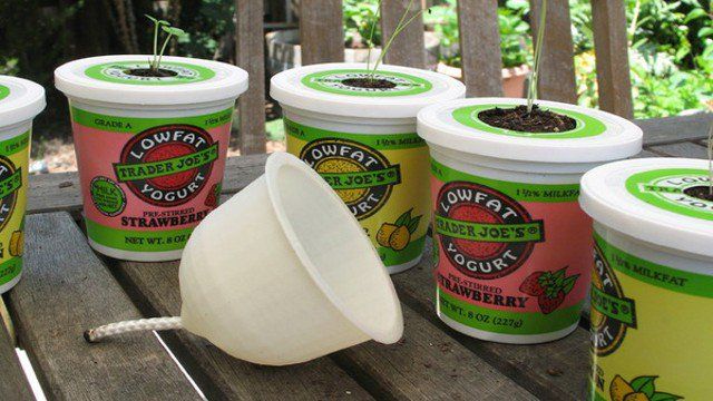 Yogurt Cup