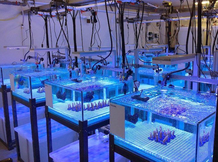 The Experimental Reef Lab - NOAA