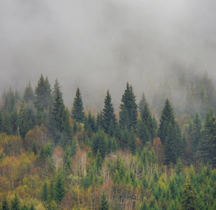 A foggy forest with trees partly obscured, representing how illusion can make reality harder to see clearly.