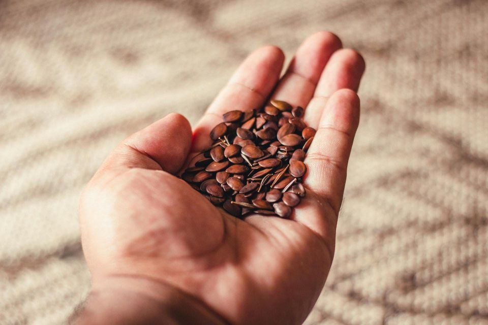 A hand holding small seeds, representing support for the continued growth of Reality-Based Living.