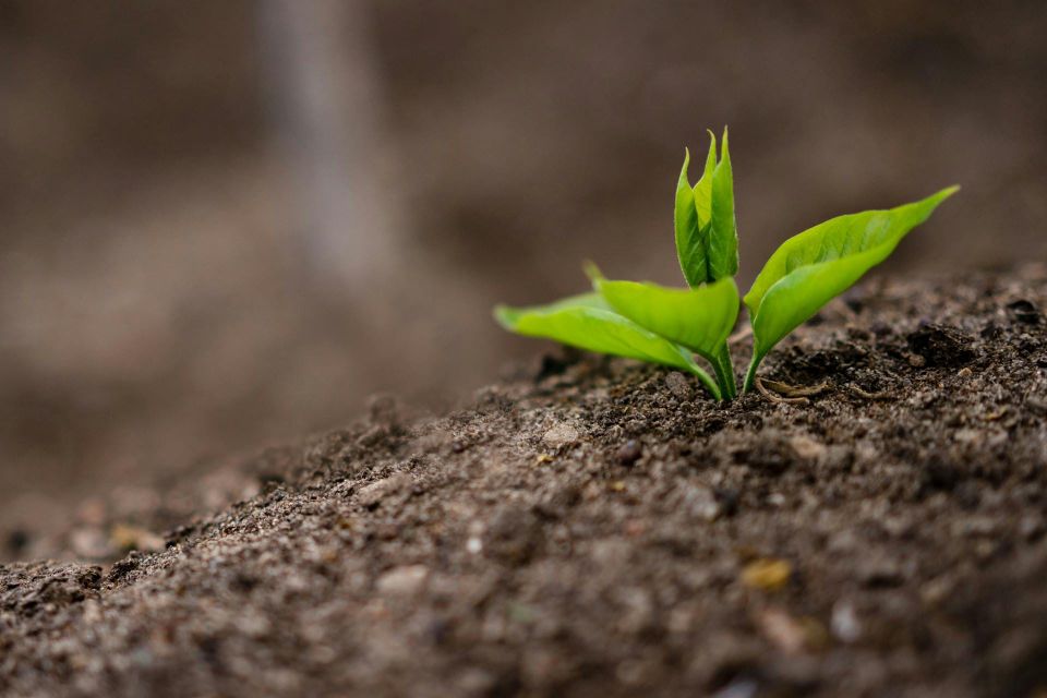 A young green plant growing from soil, representing the continued growth of Reality-Based Living through reader support.
