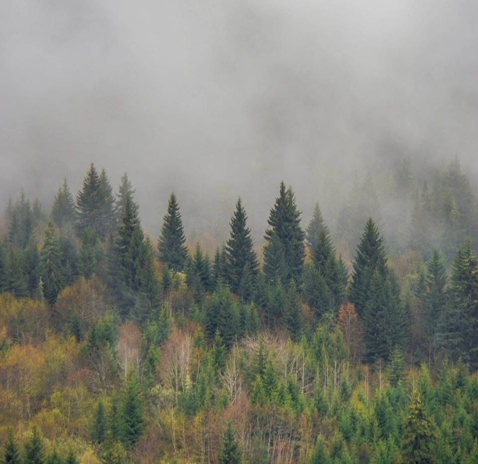 A foggy forest with trees partly obscured, representing how illusion can make reality harder to see clearly.