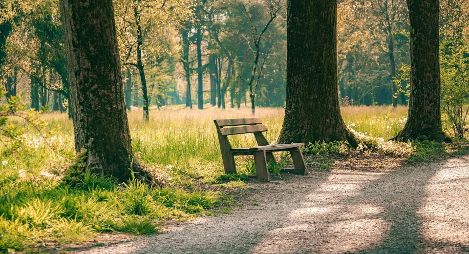 A bench beside a sunlit path in the woods, representing rest, support, and the possibility of one next step.