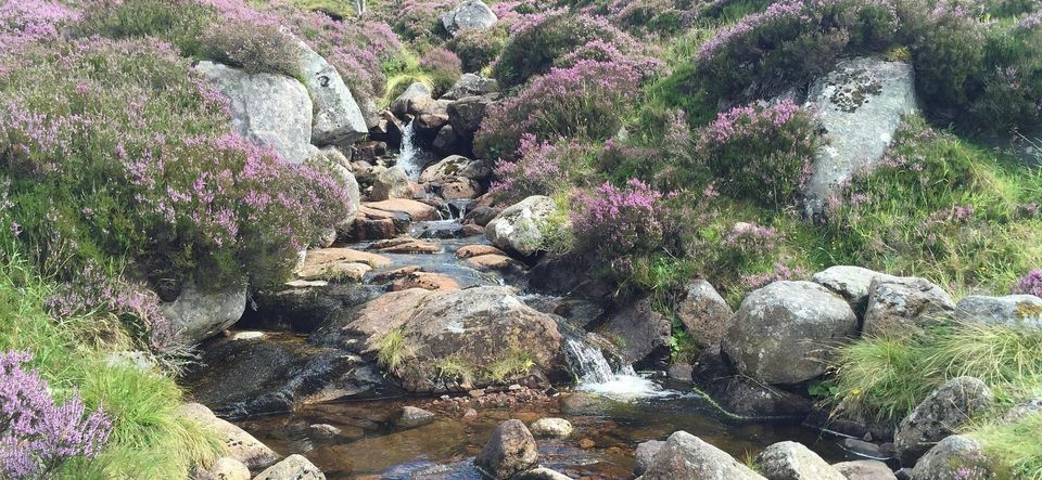 A stream flowing through rocks and wildflowers, representing intelligence guided by reality, limits, and wisdom.