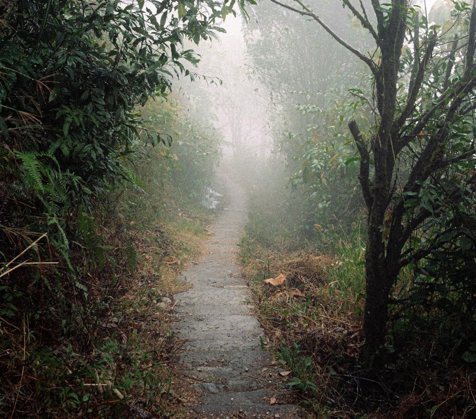A narrow forest path extending into fog, symbolizing uncertainty, limited visibility, and the ability to continue forward without complete certainty.