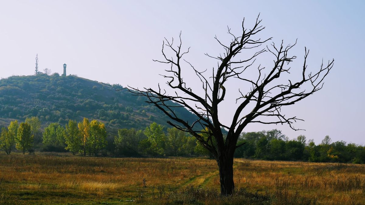 The responsibility of creation