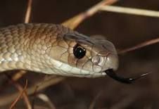 All about wildlife
