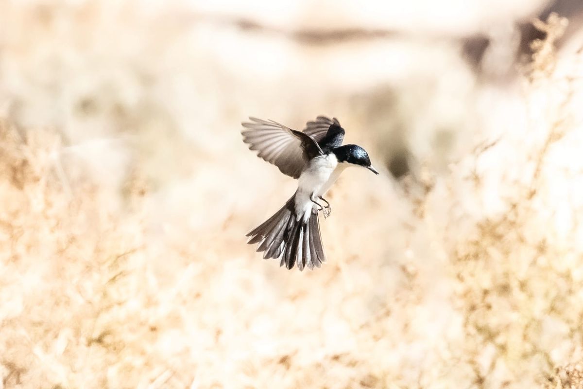 Sit and listen - the restless flycatcher