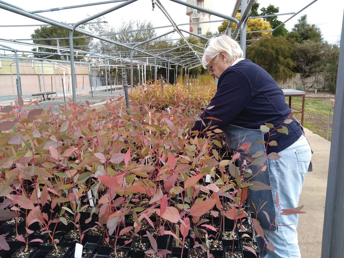 Have you planted your natives yet?