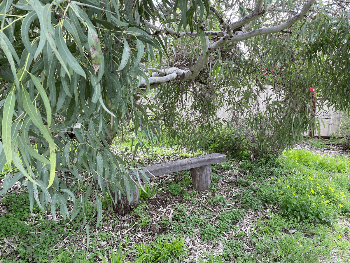 Winter in the garden
