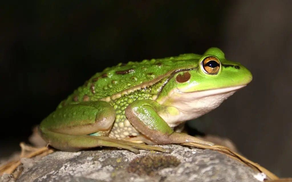 Bringing an iconic species back from the brink