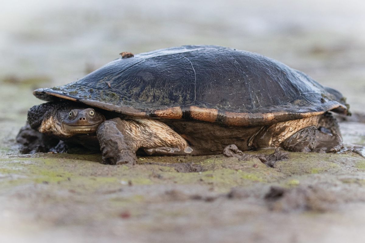 Management of wetlands in doubt