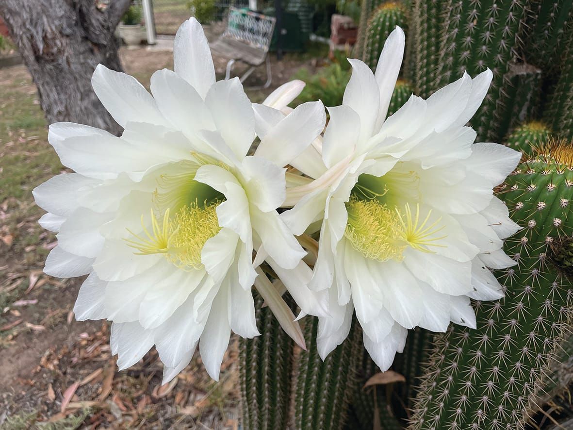 Cactus