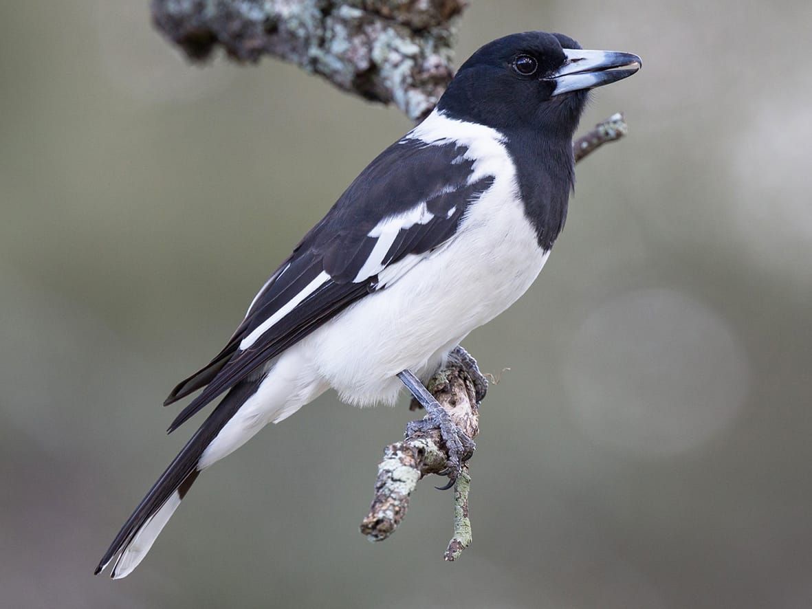 Birds of a feather - Pied Butcherbird