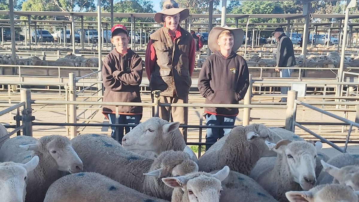 Ogden family’s Easter lamb sale raises funds for hospital that saved their son
