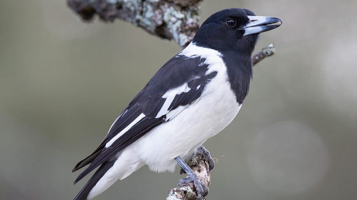 Birds of a feather - Pied Butcherbird