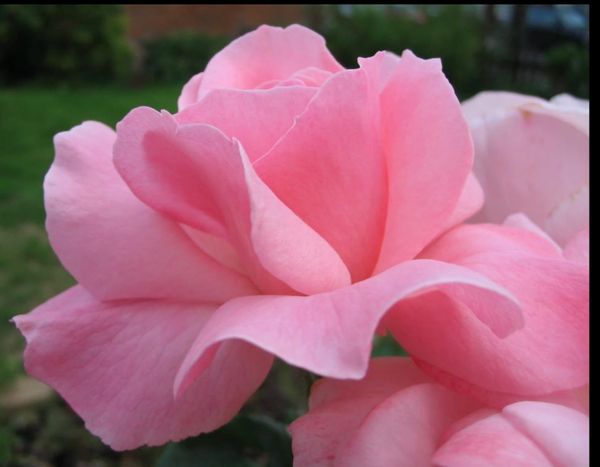 It’s rose planting time!