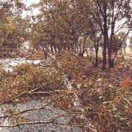 Freak storm strikes Rushworth area
