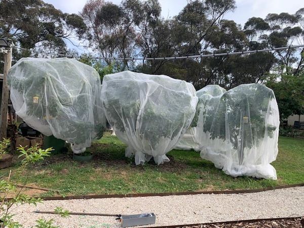 Beating fruit fly at their game