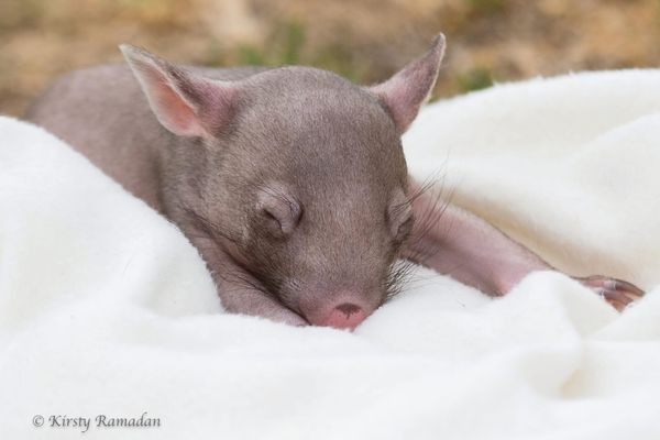 Wombats . . . and others