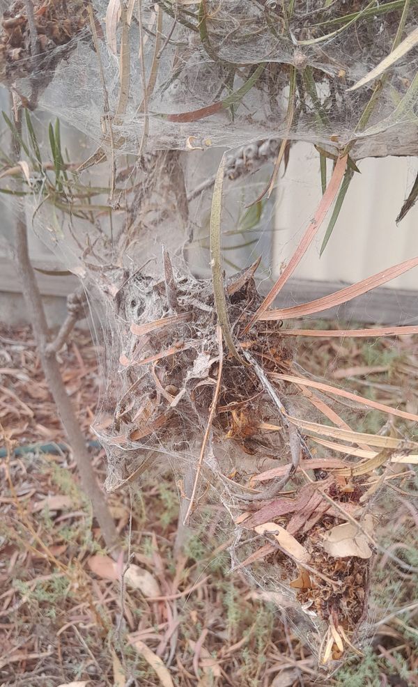 Spiders in the garden