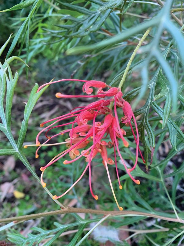 Bringing colour to your winter garden