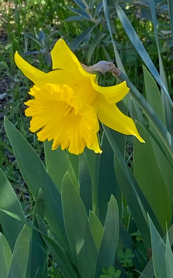 Spring is in the air - and the daffodils are flowering