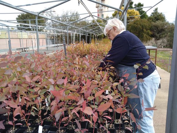 Have you planted your natives yet?