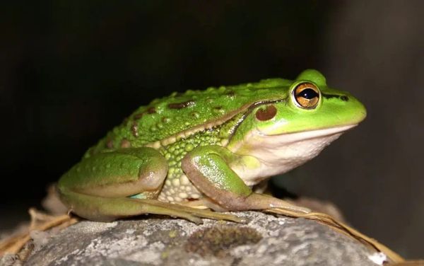 Bringing an iconic species back from the brink