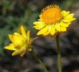 Dry Climate Gardening