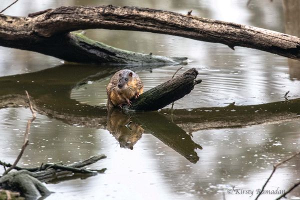 Most underrated native creature in a vote