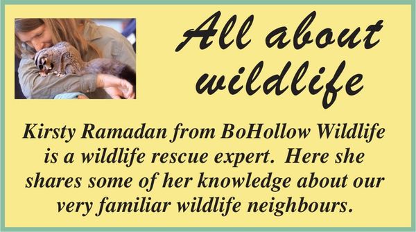 Catastrophic start to the year for wildlife too