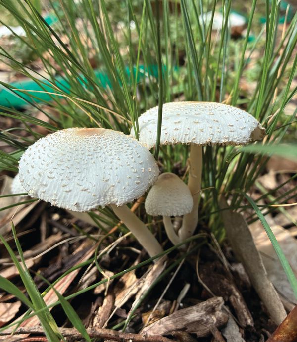 Rain after a drought