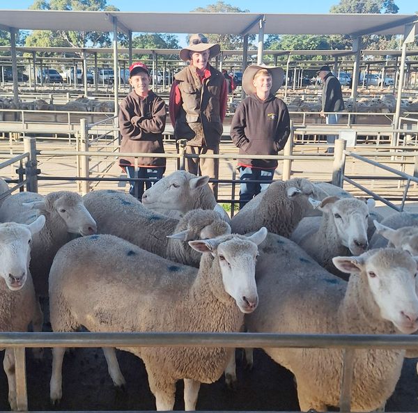 Ogden family’s Easter lamb sale raises funds for hospital that saved their son