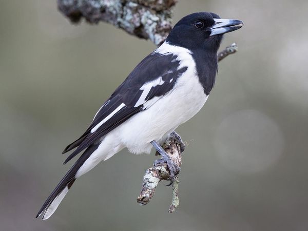 Birds of a feather - Pied Butcherbird